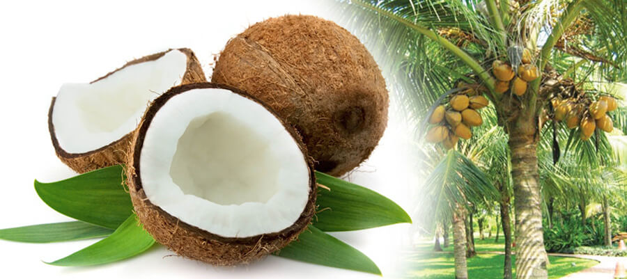 COCONUT- BY PRODUCTS PROCESSING TECHNICAL